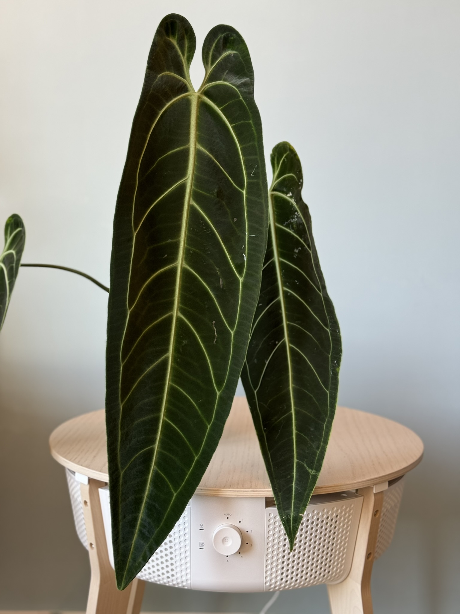 The Queen of Anthuriums: Warocquanum