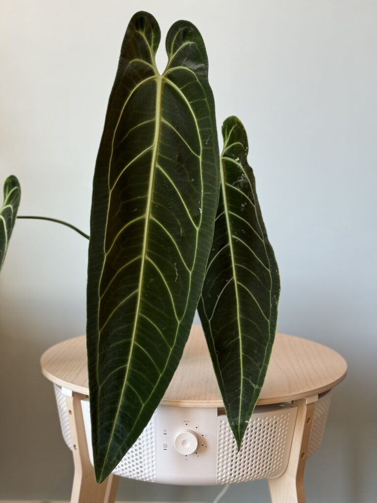 Eine Anthurium Warocqeanum mit riesigem Blatt auf einem Tisch